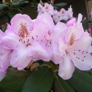 Meet your Posher, Minions